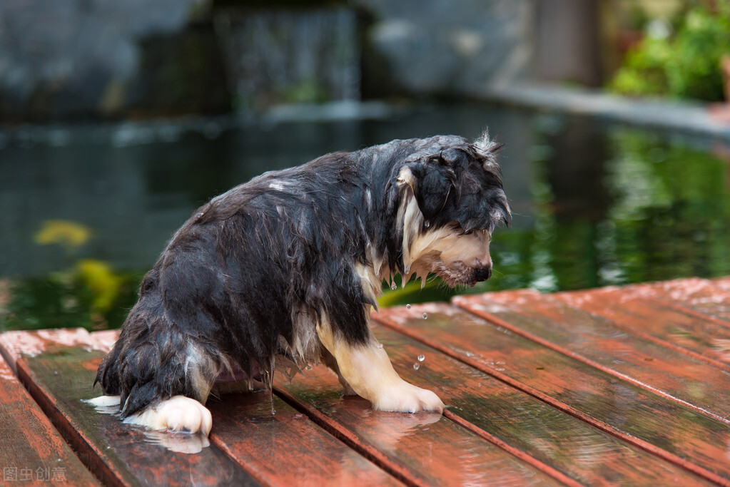 为什么狗狗洗完澡之后疯狂掉毛,狗狗刚洗完澡异味很重什么原因