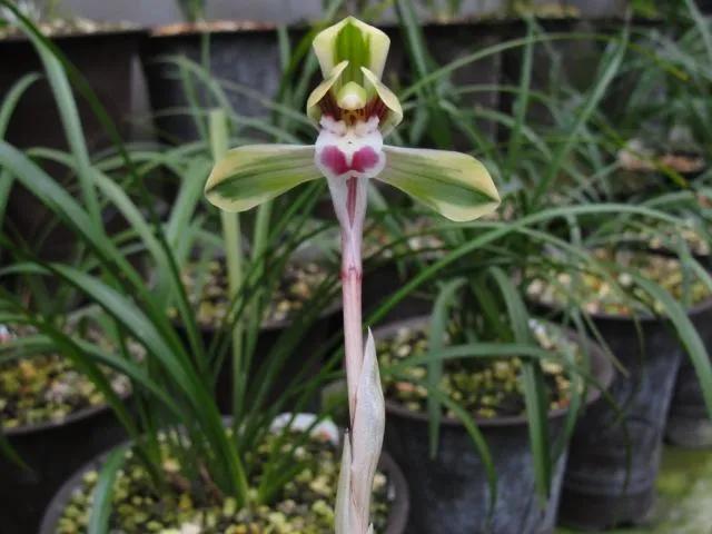 兰花品种大全四川,兰花品种鉴别方法