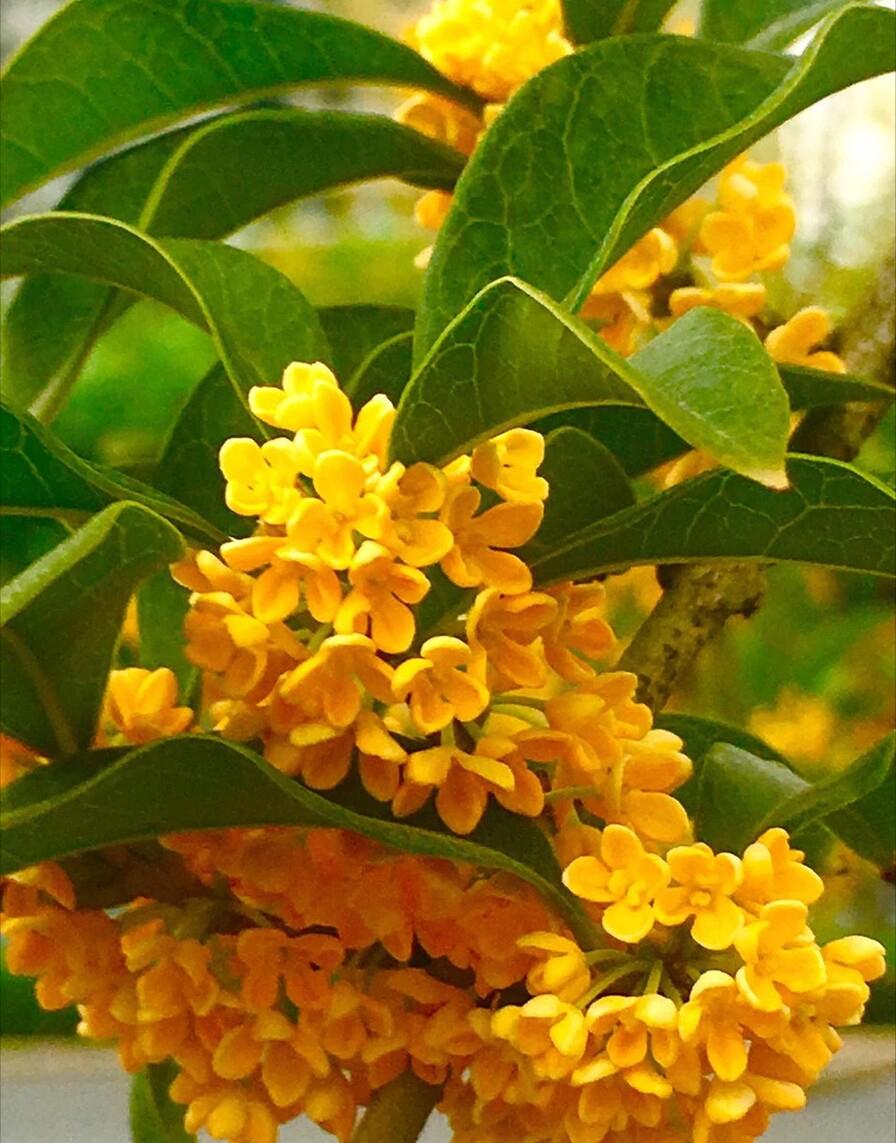 庭院四季常青不怕晒又耐寒的花树,适合在庭院里种植的花树有哪些