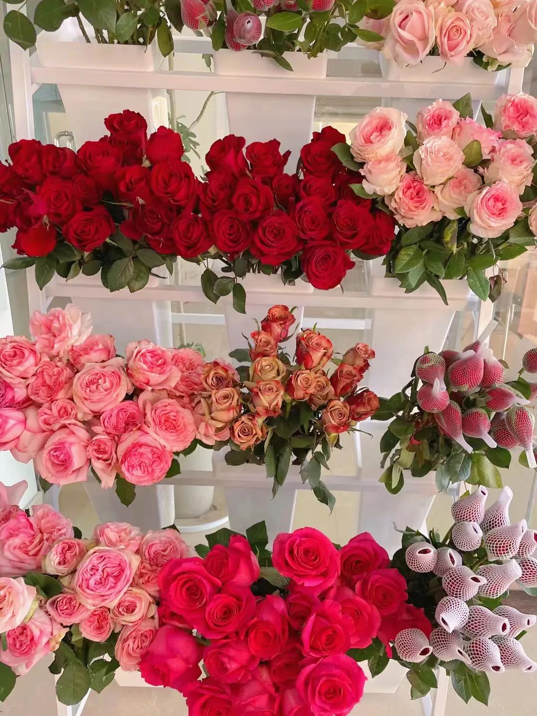 蔷薇月季玫瑰的区别,月季蔷薇玫瑰的区别