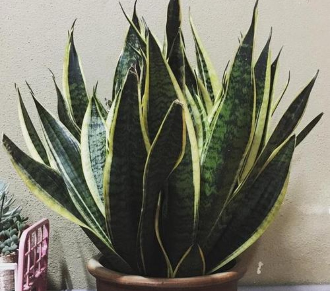 养虎皮兰花的注意事项,怎样养虎皮兰才能长得更好