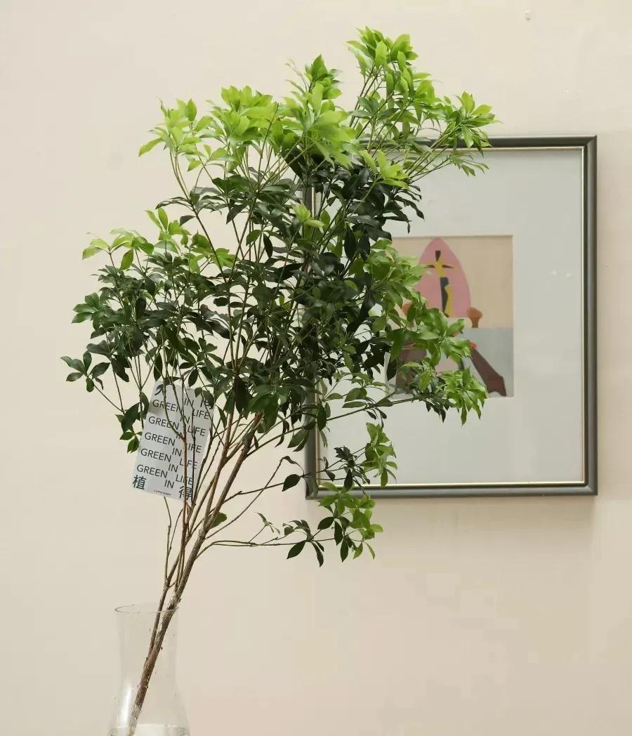 蛇蝎芙蓉花,皖南蛇蝎花