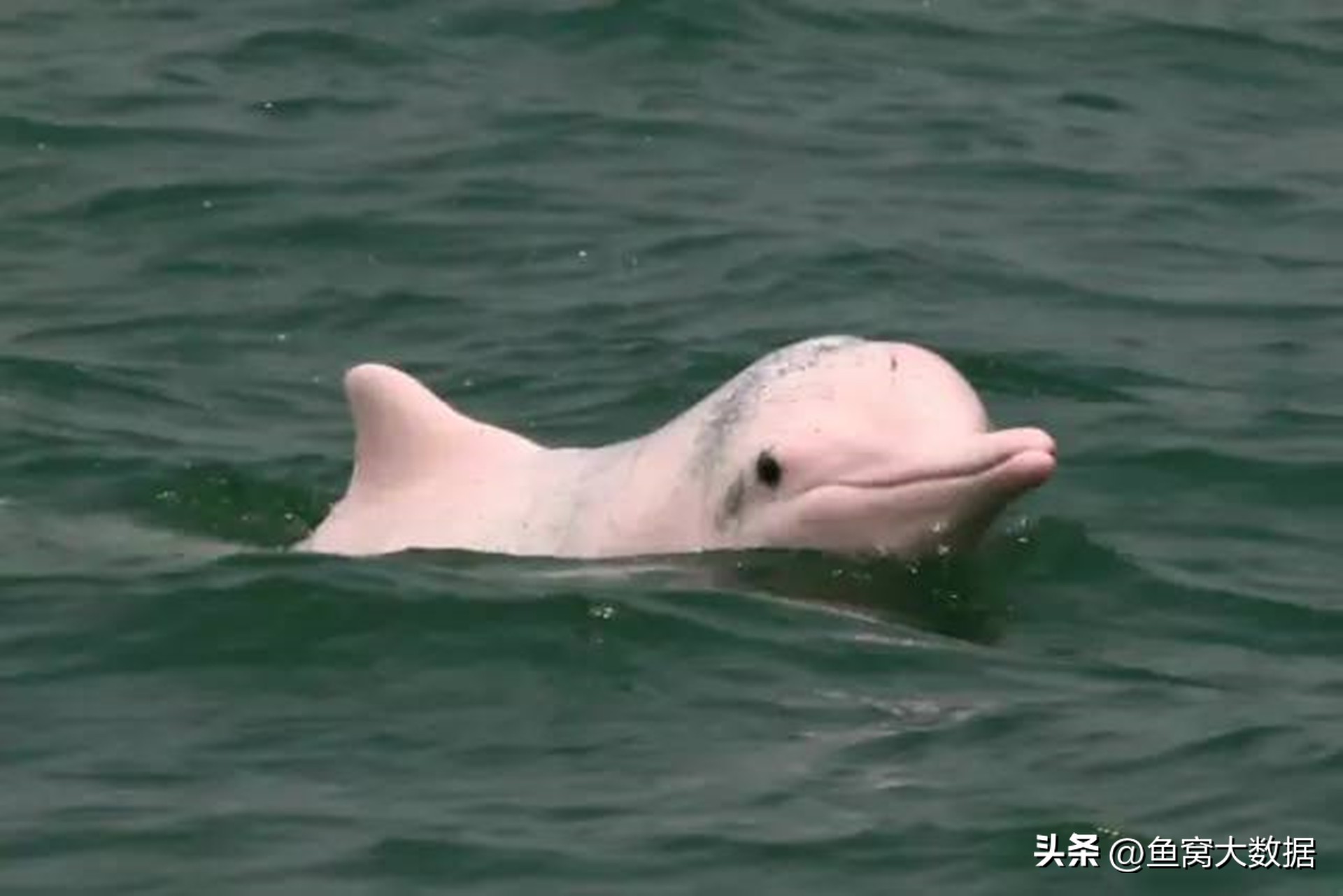 长江江豚吃什么呢,长江江豚以前可以吃吗