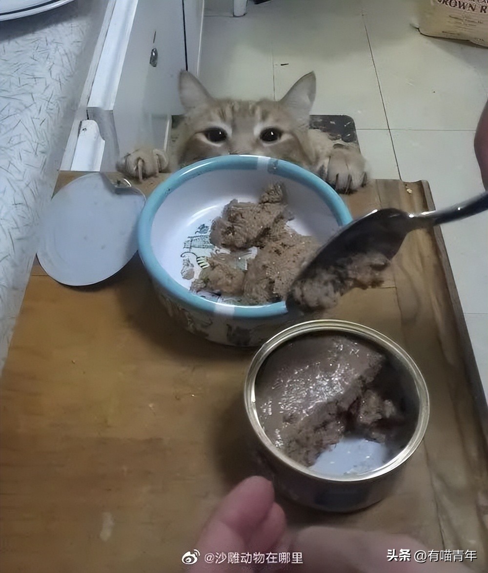 鑷粠鍏讳簡鐚氨鍐嶄篃娌℃湁涔拌繃琛ｆ湇,鑷粠鍏讳簡鐚氨娌＄粰鑷繁涔拌繃闆堕