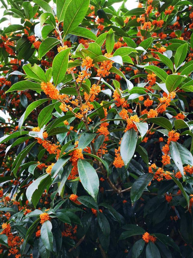 农村自建房庭院门前种什么果树好,东北地区庭院里门前适合种什么树