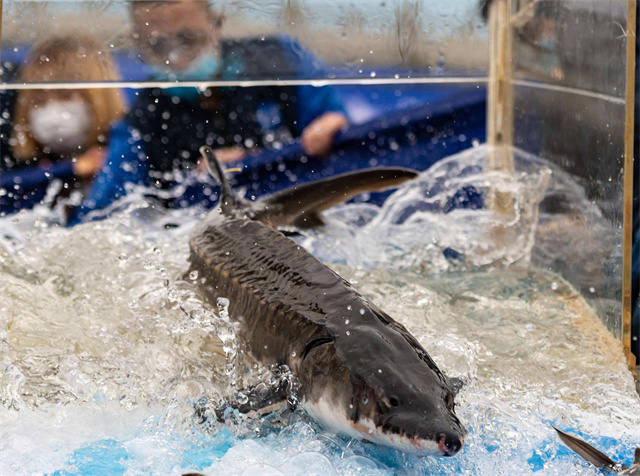 鱼子酱多少钱一小勺,鱼子酱25万一小勺