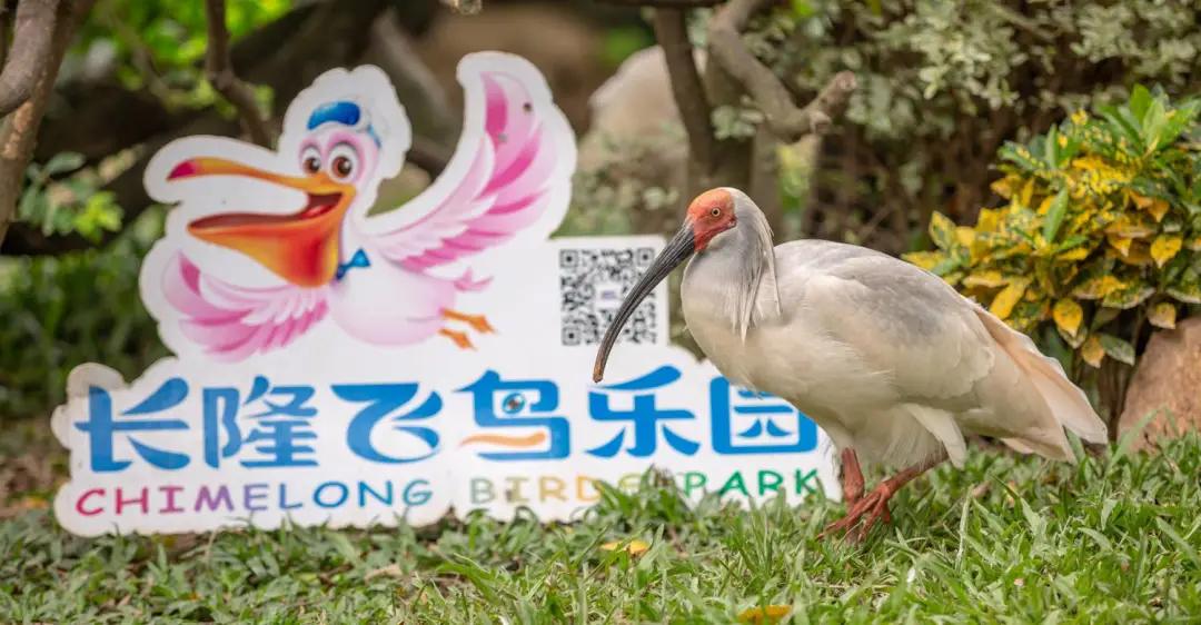长隆动物园酒店两天一晚旅游攻略,长隆2天1夜熊猫酒店旅游攻略