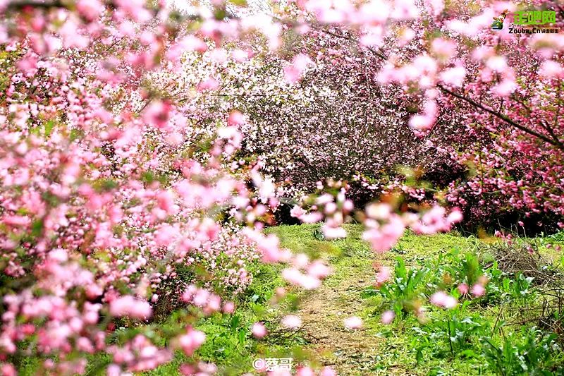 贵州樱花风景区一日游,半城樱花贵阳