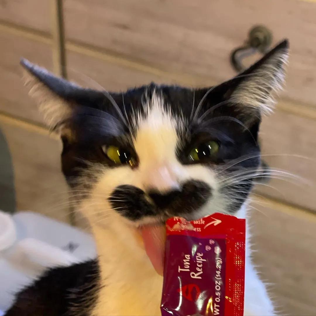 因为长了嘴一字胡，奶牛猫无人领养，却因祸得福成了网红