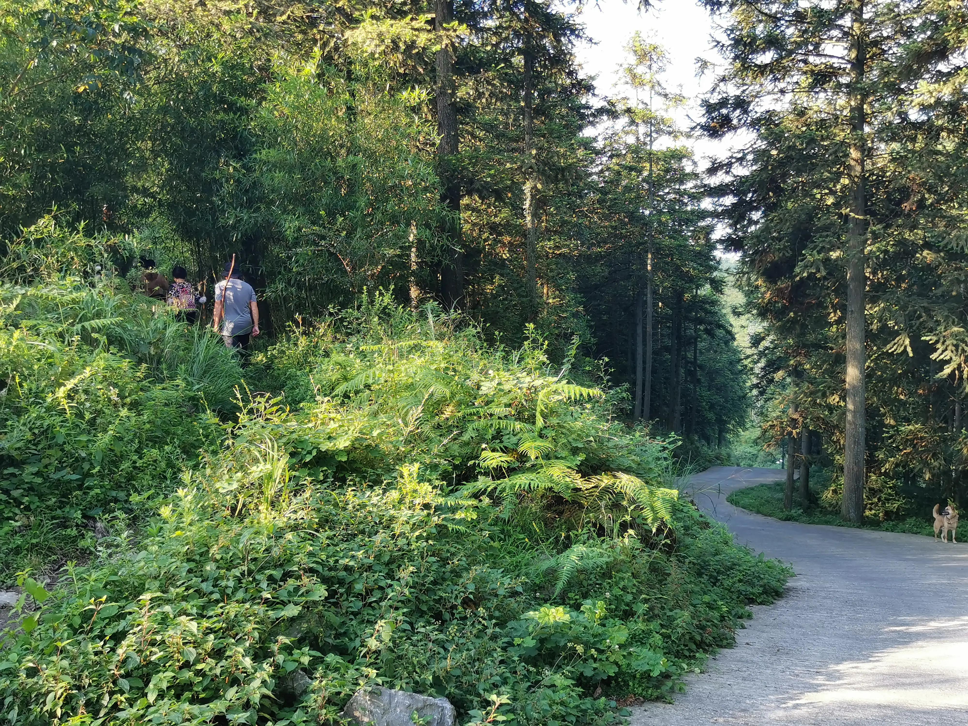 桐梓楚米避暑海拔高的地方,贵州桐梓楚米避暑哪家好