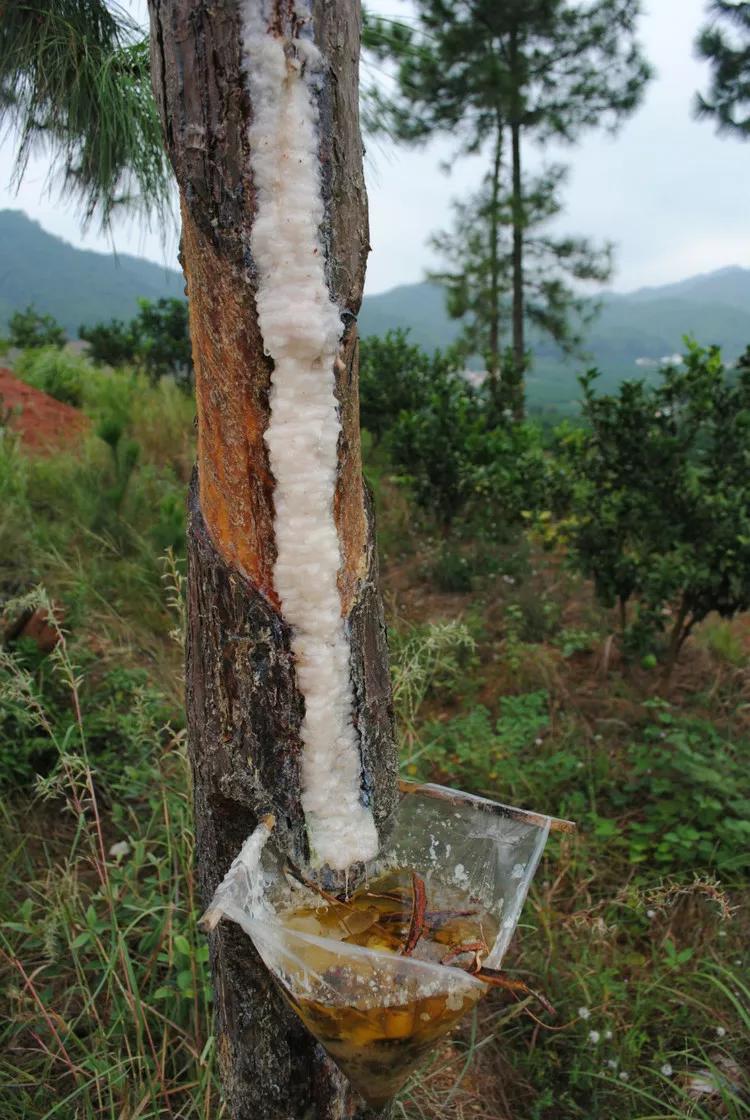 琥珀昆虫标本制作过程,琥珀标本的制作方法去气泡