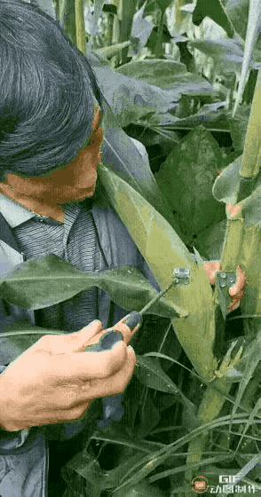 “24岁的女友发育成这样算正常吗？”哈哈哈朋友都说她是我兄弟！