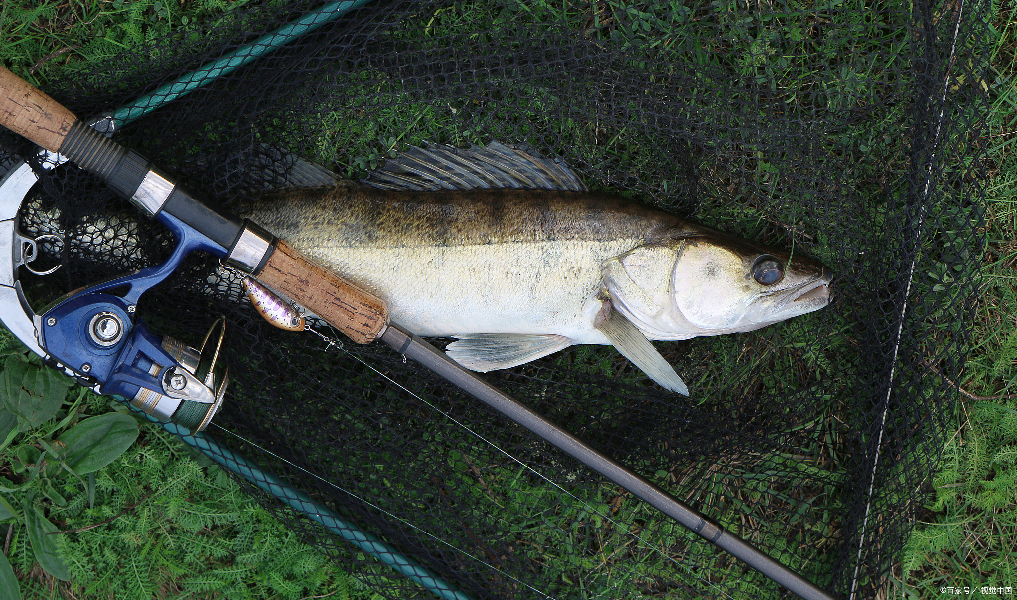 路亚野钓纺车轮路亚竿推荐,路亚竿钓白条路亚竿推荐