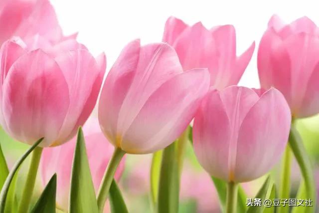 郁金香的花貌和郁金香的花语,各种颜色郁金香的花语是什么