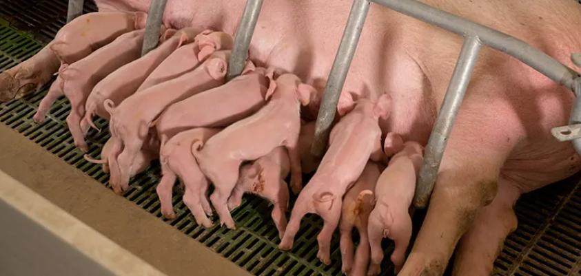 母猪在生产过程中活动有好处吗,母猪在产床上好还是在地面上好