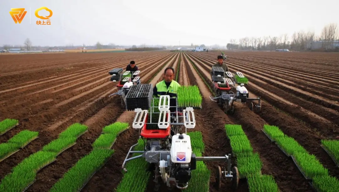 好品山东大葱,好品山东蔬菜