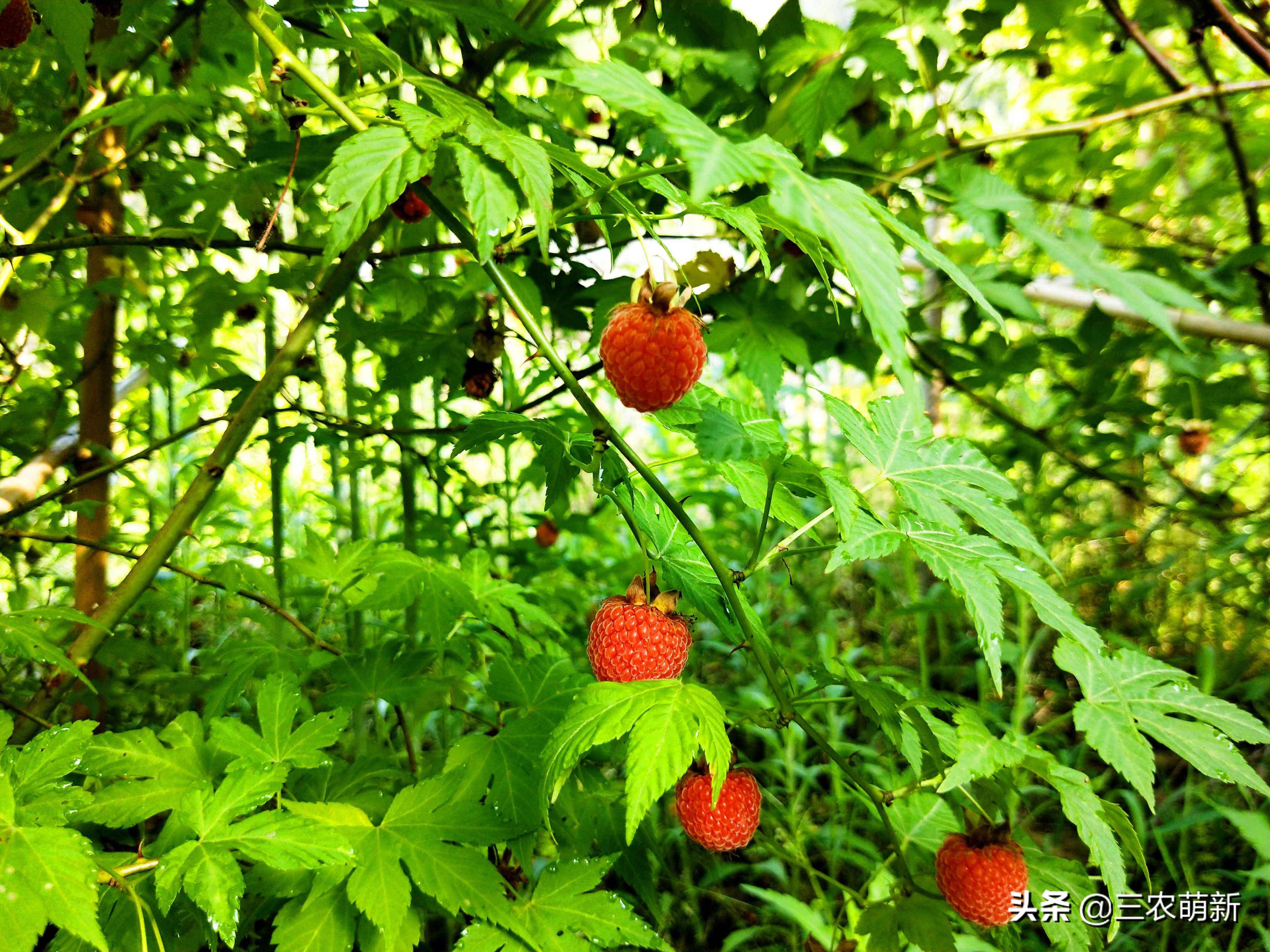 树莓在农村叫什么,树莓口感特别好阳台小院均可种植