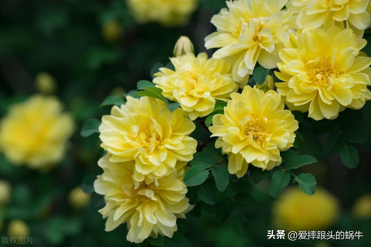 生如夏花灿烂的时候,生如夏花绚烂绽放歌曲视频