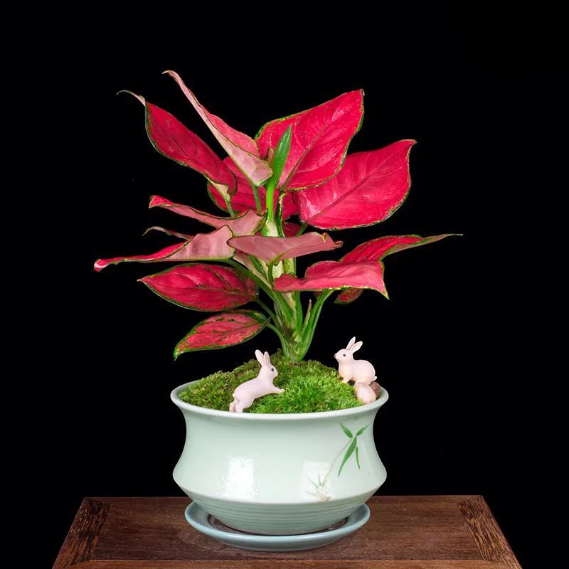 家里养什么花能招财旺宅,家中旺宅最适合养的几种花