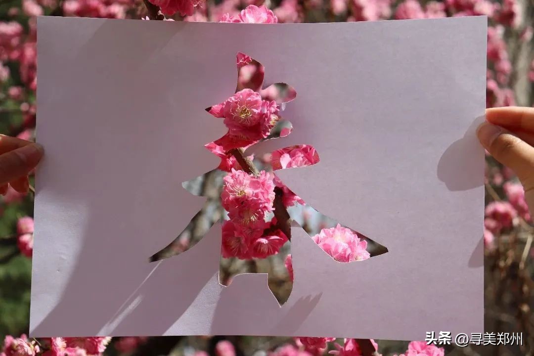 河南科技大学春景,河南科技职业大学校园春景