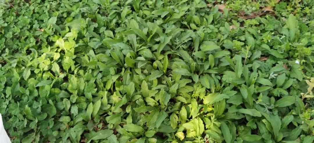 这个季节每一口都是春天的味道,阳春三月又到了品尝春味的时候