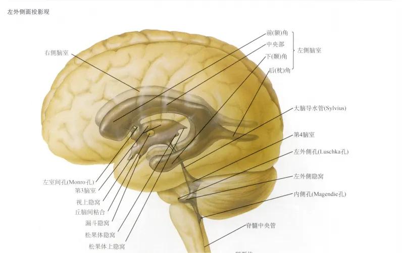 医生一转遥控器,我脑袋里的水就自动流进了肚子