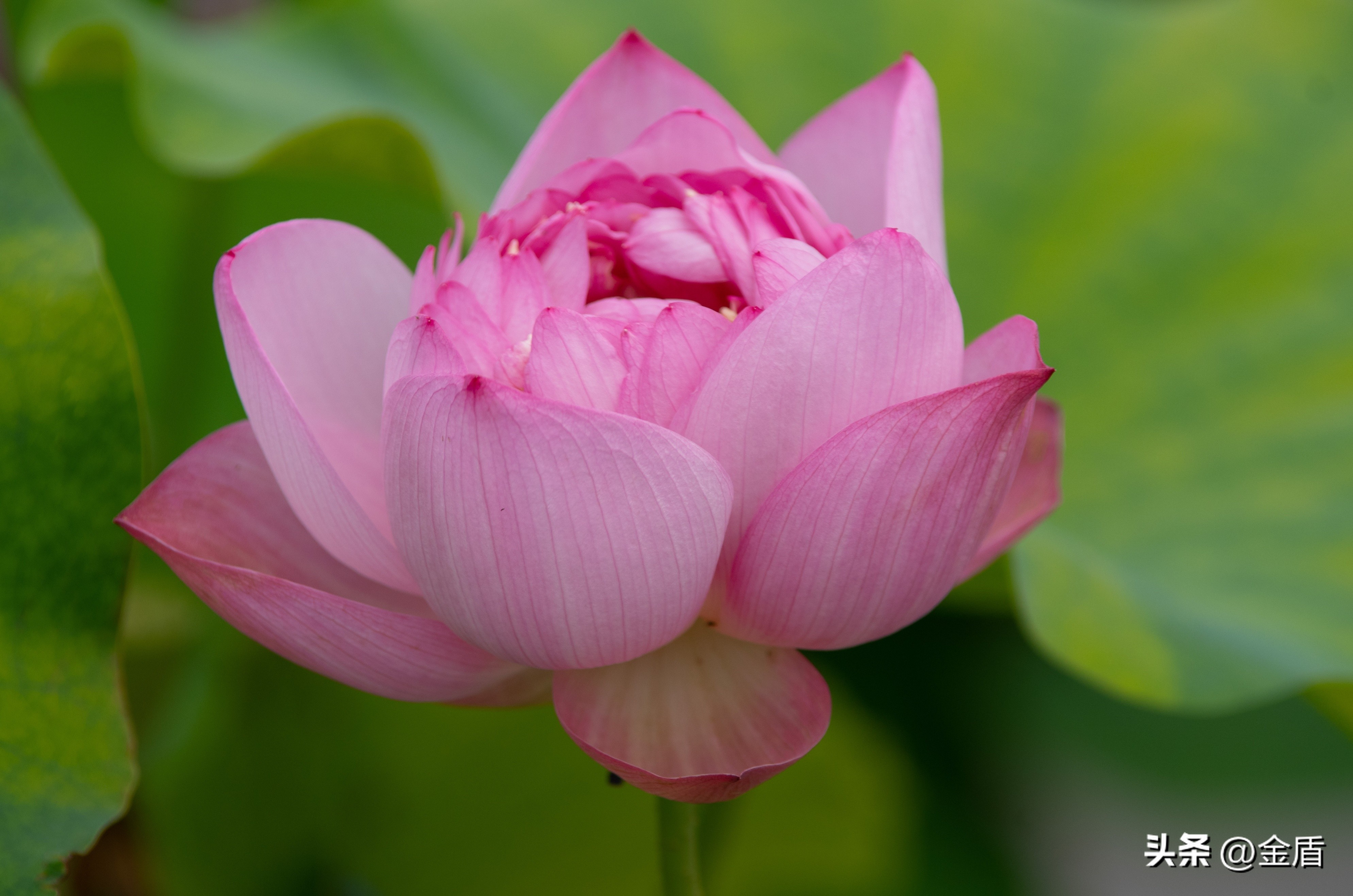 荷花的品格精神有哪些,荷花内在精神品质