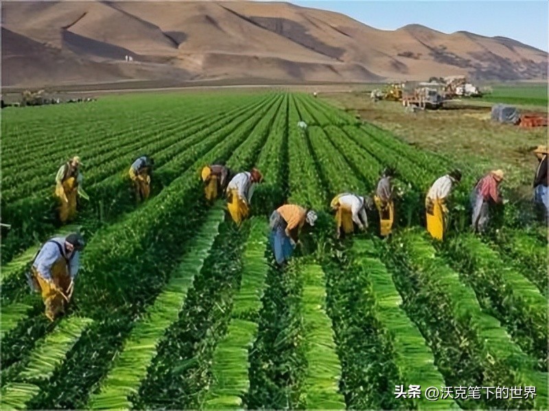 印度尼西亚殖民地时期的历史,19世纪印度尼西亚被哪个国家殖民