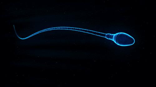 进入女性体内后，没“受精”成功的精子都去哪儿了？既好笑又心疼