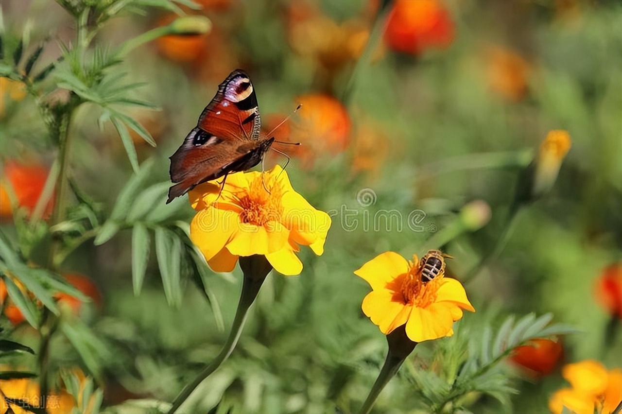 飞尽千里路，遍采万朵花