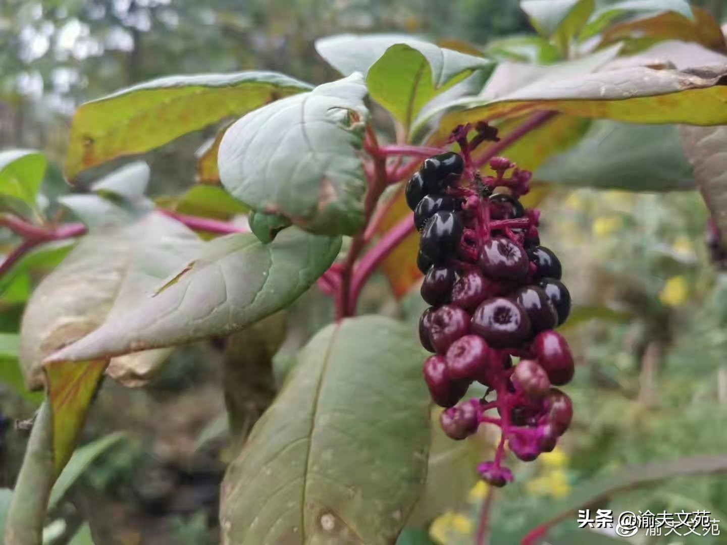 鐖辩殑璁板繂925,鐖辩殑璁板繂1