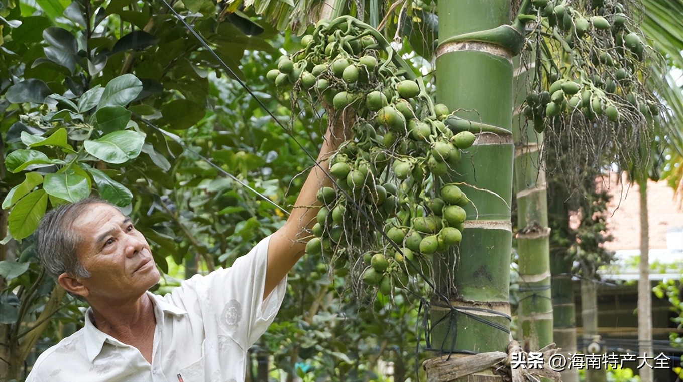 中国进口越南槟榔,越南槟榔价格行情