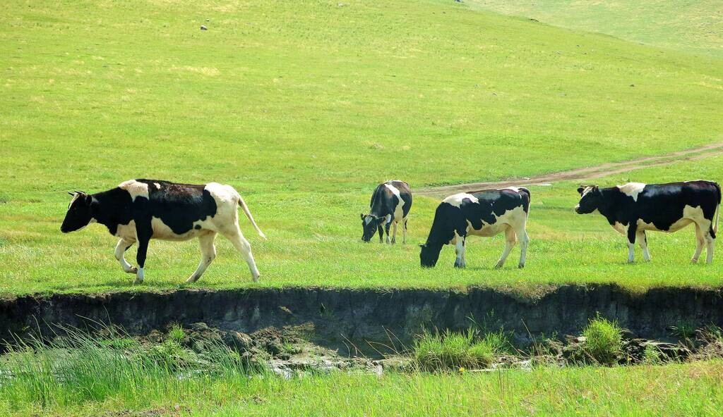 金典有机奶和特仑苏有什么区别,特仑苏和金典为什么卖那么贵