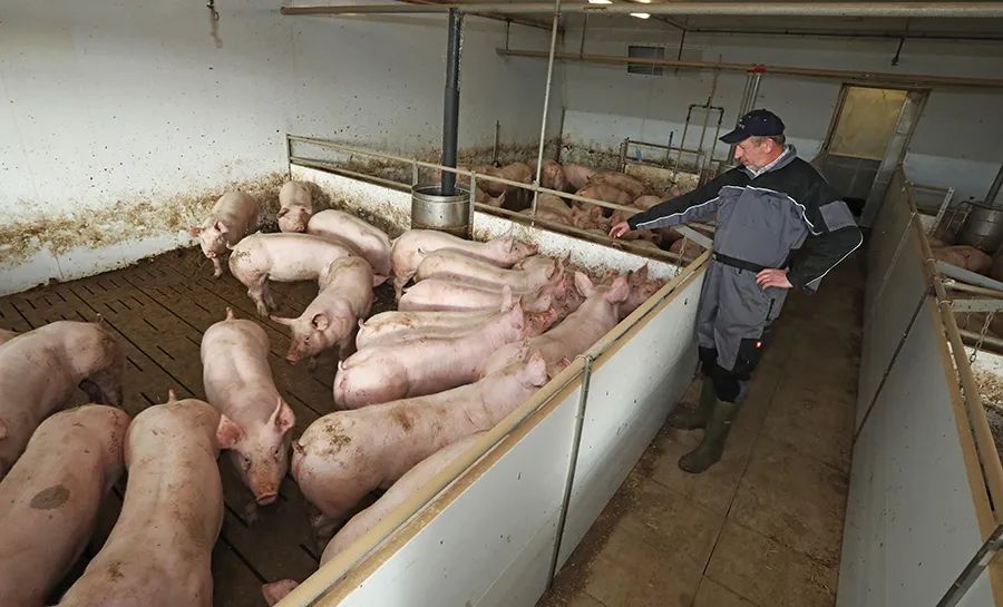 全世界最大的生猪生产国是哪些国,西班牙猪肉产量过剩