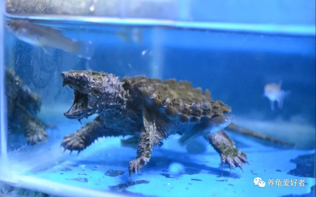 西非龟一动不动萎靡不振,龟为什么都这么多天了还不吃食