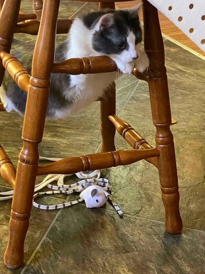 猫咪可爱萌图用猫猫的尾巴比心,可爱小猫猫超萌照片戴头套