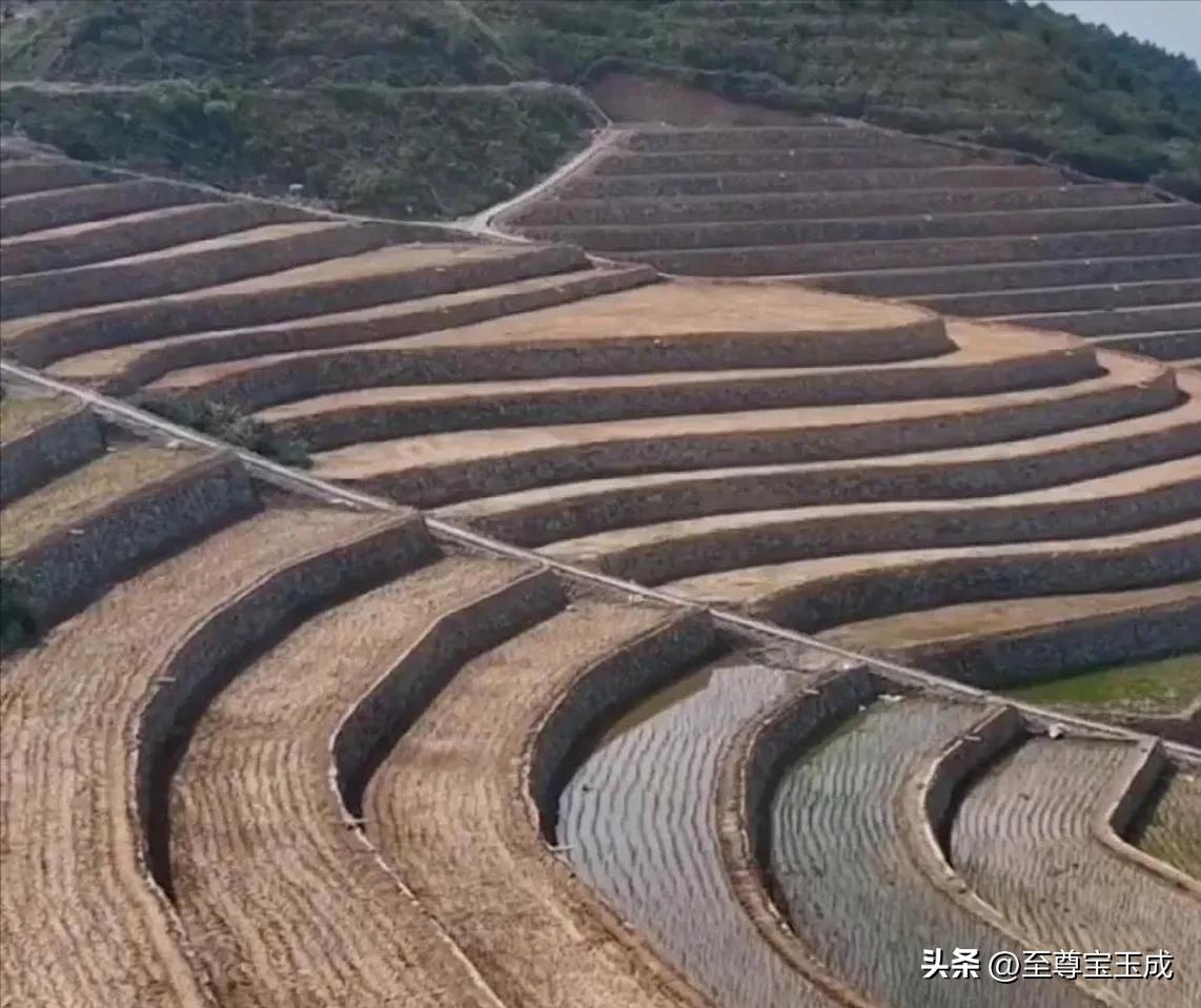 专家回应水稻上山的问题,水稻上山为什么引起这么大争议呢