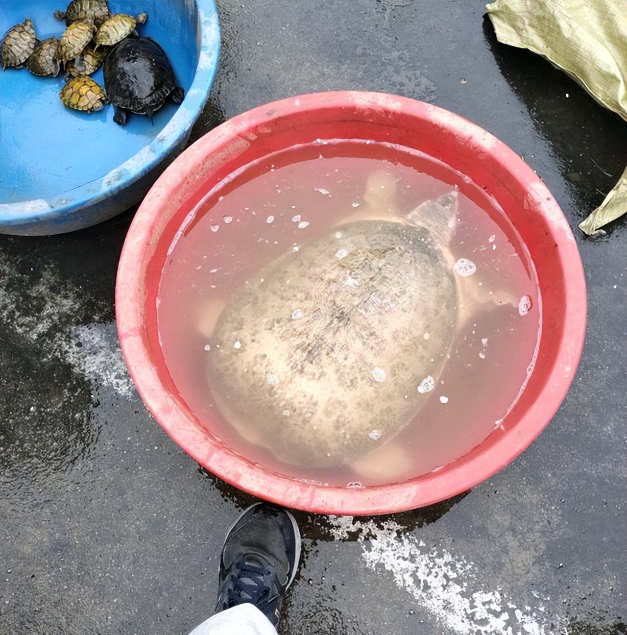 珍珠鳖在中国有天敌吗,珍珠鳖在美国泛滥了吗