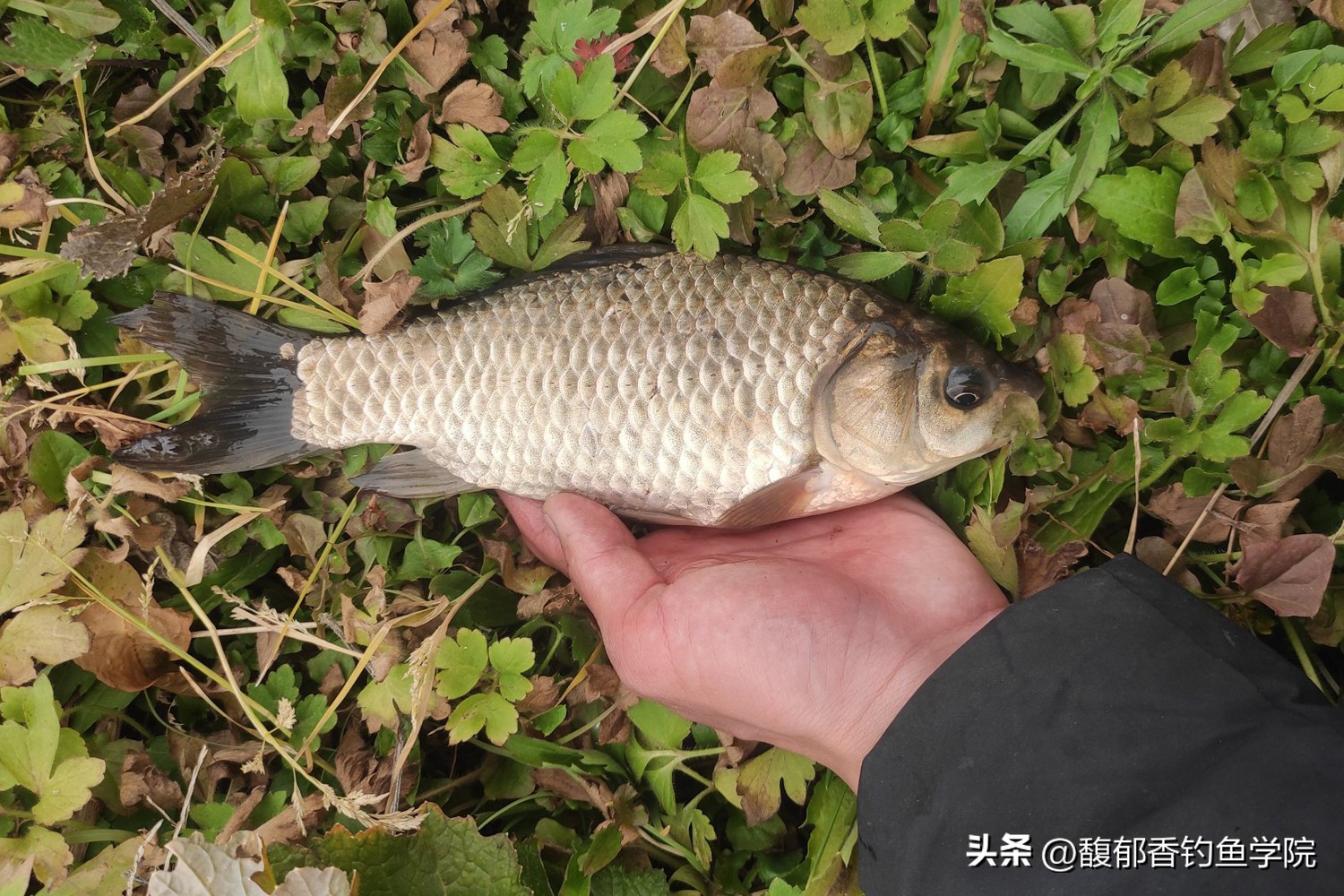 野钓用饵料钓大鱼,天天钓鱼用什么饵料能钓大鱼