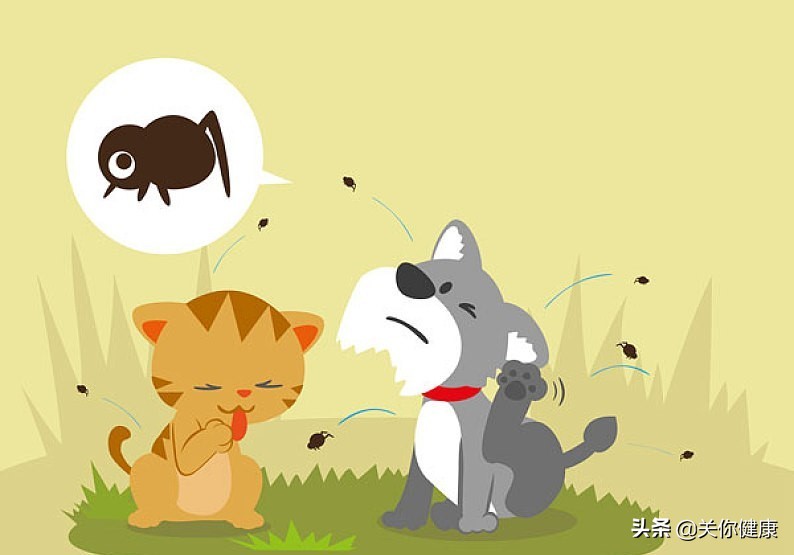 猫感染弓形虫会一直携带吗,弓形虫感染会侵犯一只眼睛吗