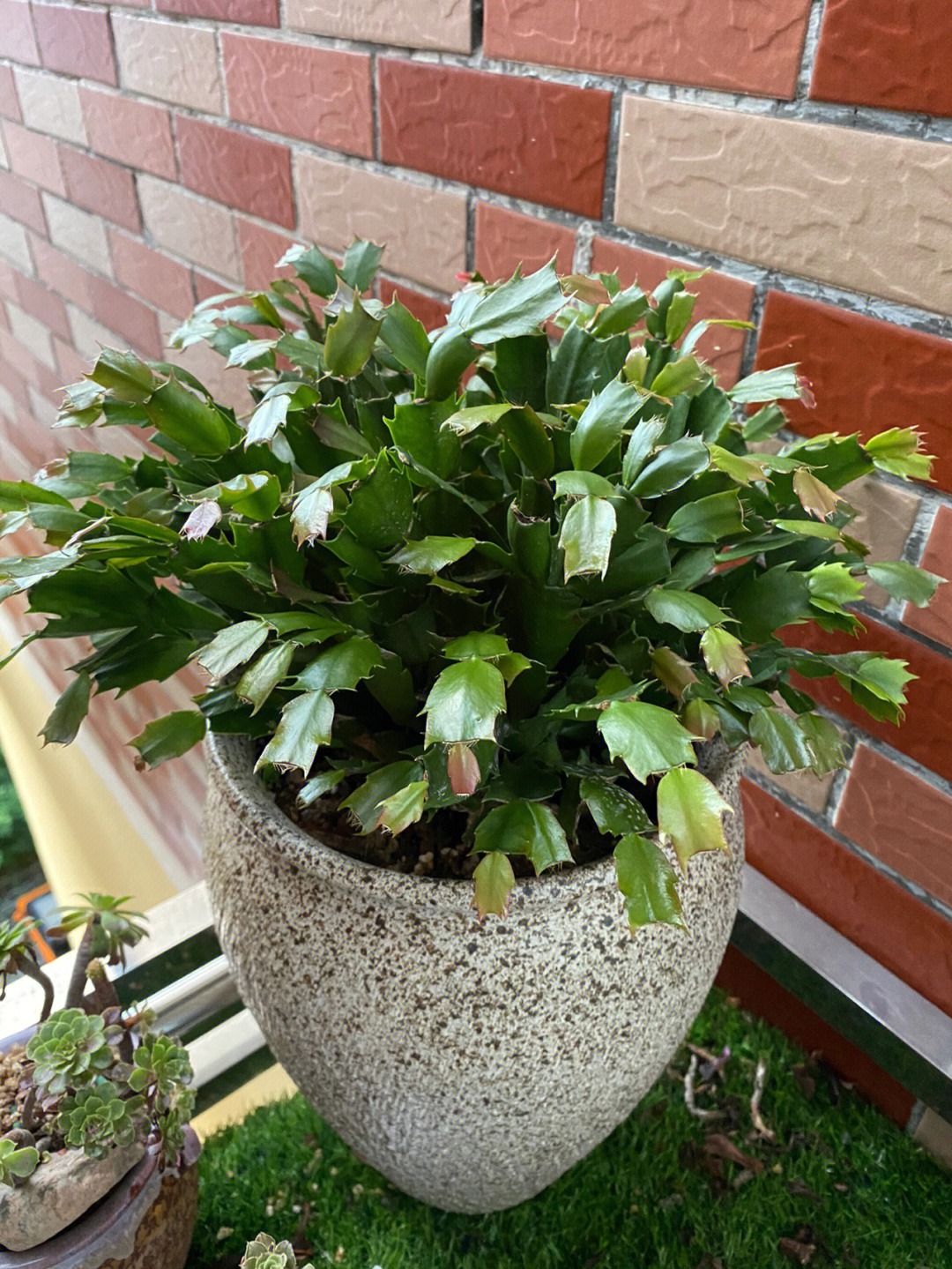 过年家里要养什么花才会好运,什么花适合过年北方养