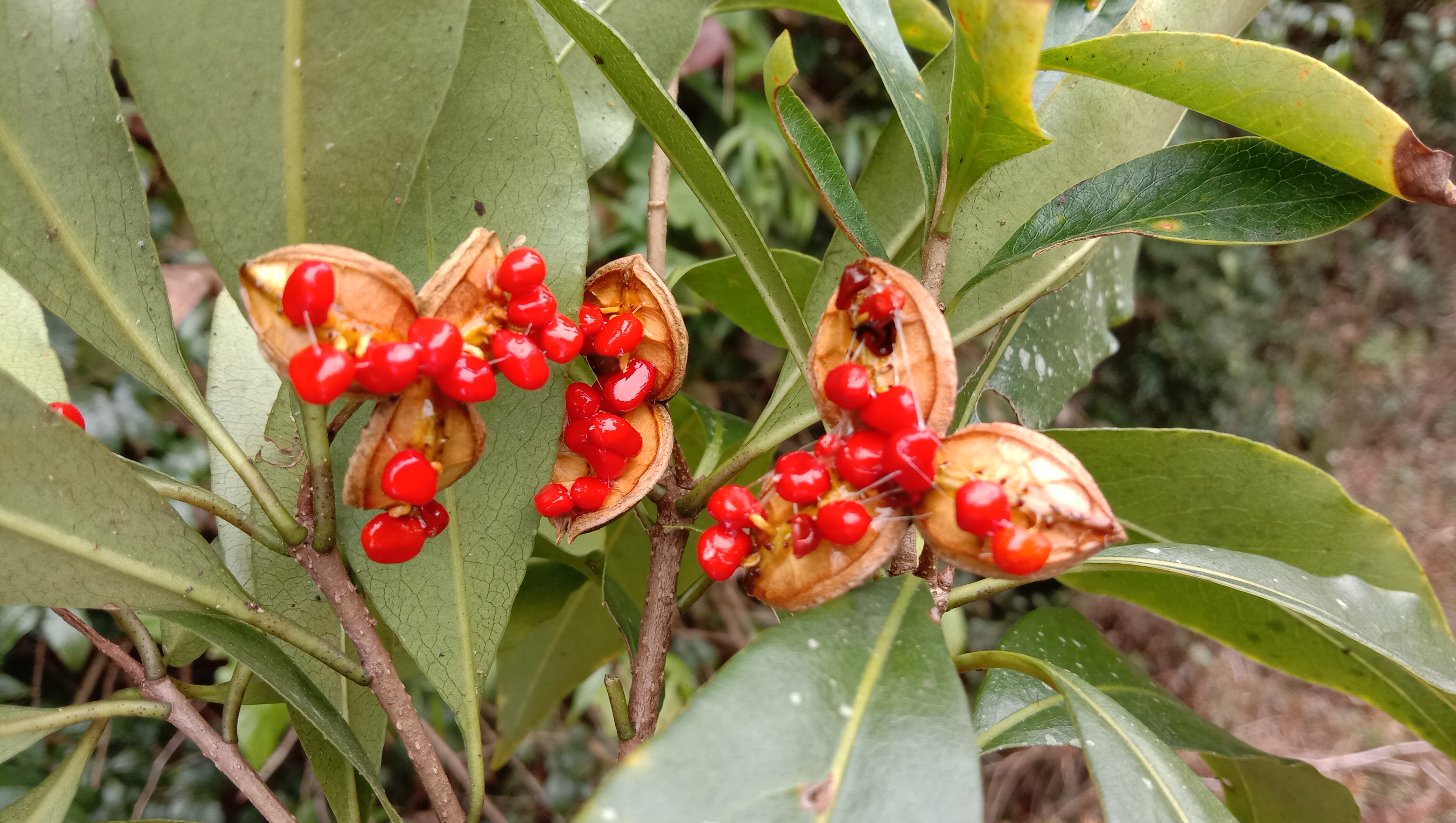 颜值这么高的崖花子没人摘，叶子煮水洗澡，解皮肤痒之痛苦