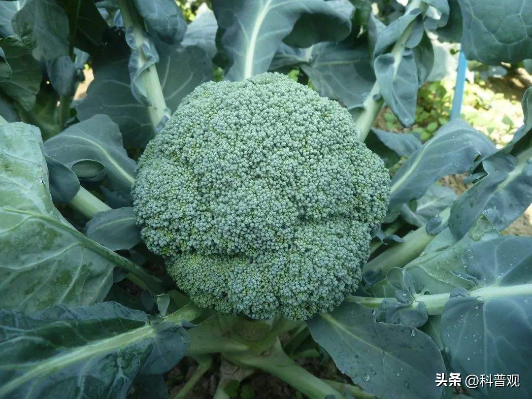 日本垄断中国市场百分之多少,日本垄断的西兰花