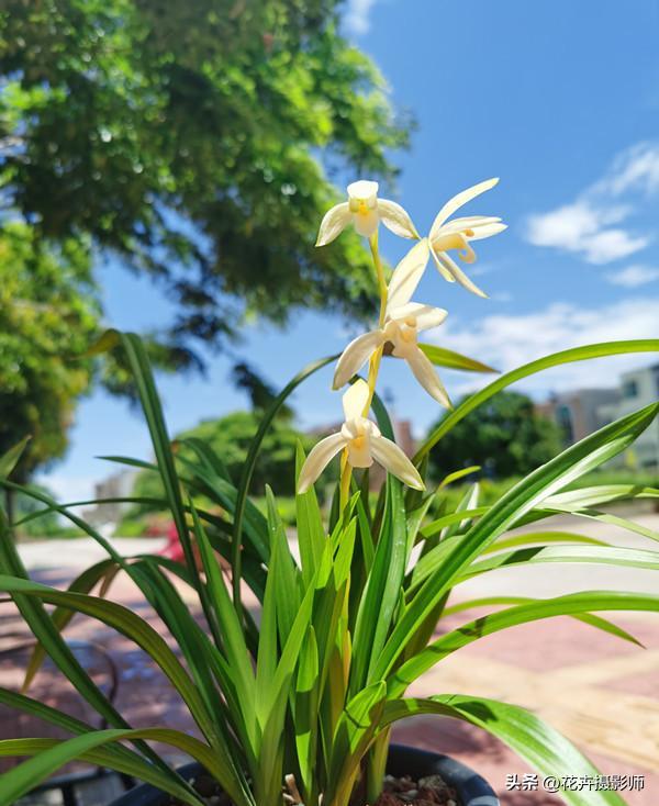 好养的兰花既高贵又漂亮惹人喜欢,花期长香味浓郁好养爆盆的兰花