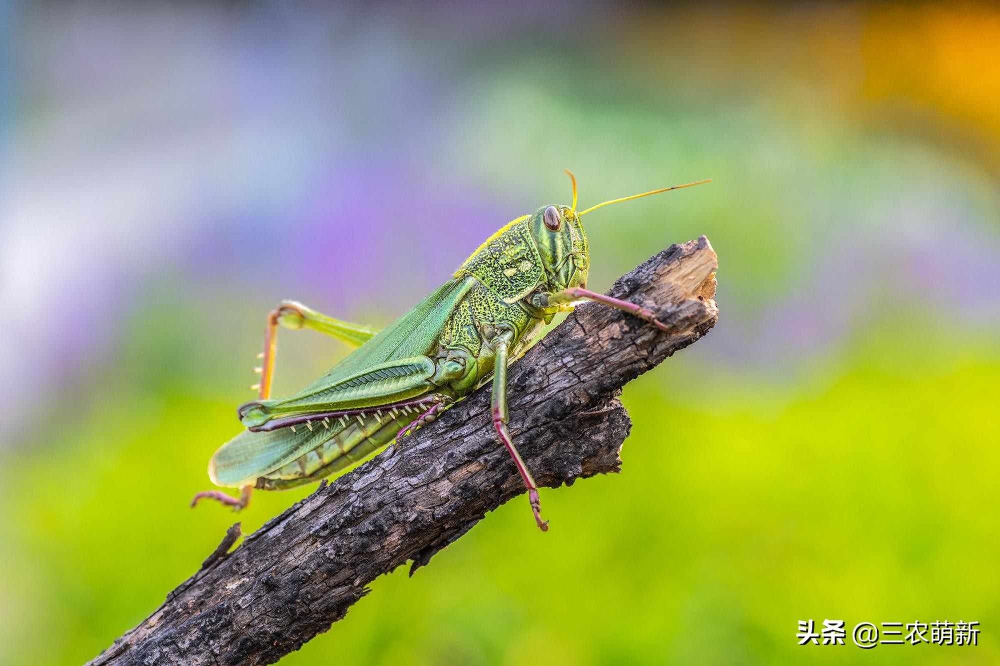 在古代谈之色变，危害极大，如今成城里人的美味佳肴，靠养殖供应