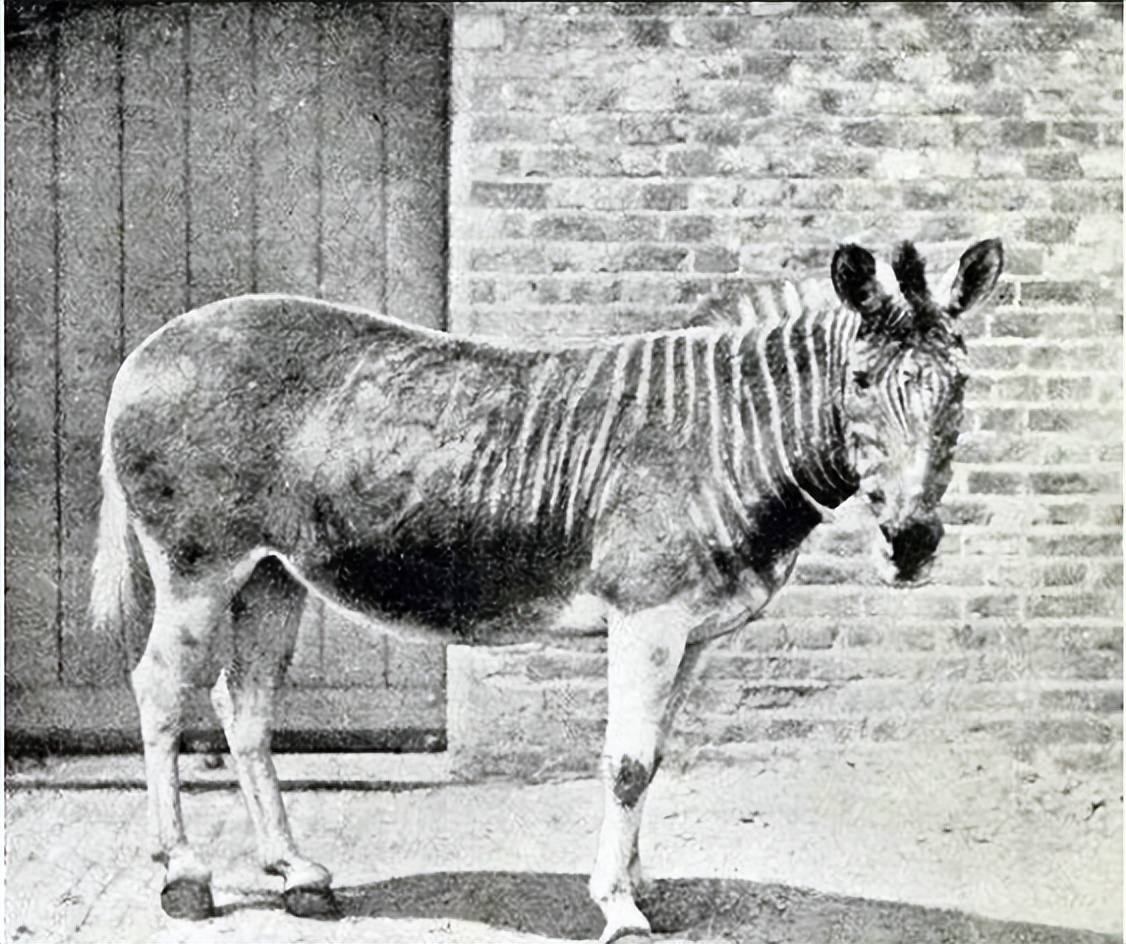 六大已经灭绝动物生前的珍贵影像,100种已灭绝的动物图片与名称