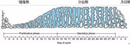 怎么计算子宫内膜的厚薄，怎么科学保养子宫内膜？