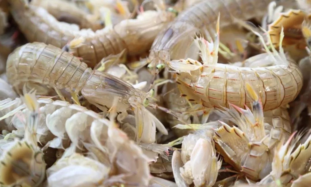 日照海鲜攻略指南本地人吐血整理,全方面解析日照海鲜攻略收藏版