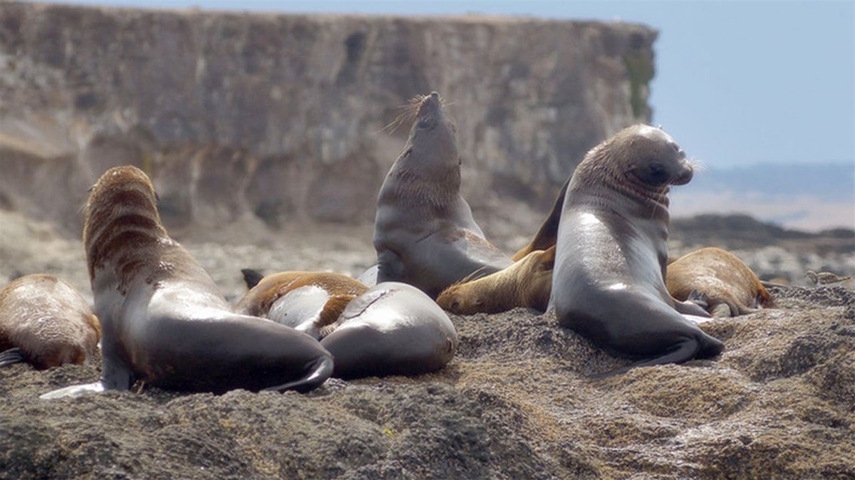 澳大利亚百万骆驼泛滥成灾,澳洲野兔泛滥成灾上演人兔大战