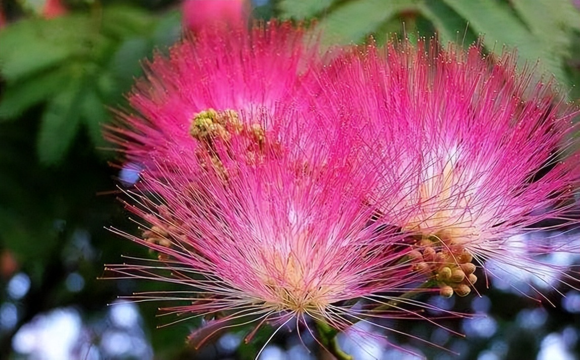 一味中草药治腰疼痛,一味药腰腿疼痛立竿见影
